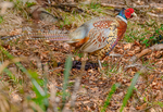 Pheasant
