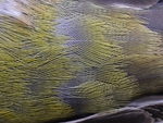 Feather Weave