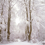 Winter Wonderland EDC114