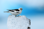 Snow Bunting (male) on ice block, Jokulsarlon, Iceland