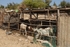 Senegal Fulani village goats in pen