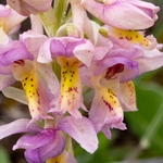Hybrid Orchis - Orchis x colemanii ( Orchis mascula x O. pauciflora)