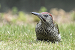 Green Woodpecker (juv)