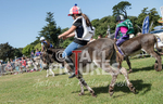 Donkey Derby_2016-11