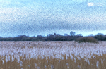 Starlings, Avalon Marshes_GS1092