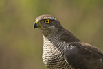 Goshawk