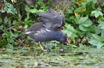 Moorhen