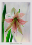 Hippeastrum 'Exotic Star'