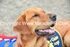 Dog show. portfolio
