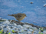 Rock Pipit