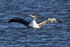 Great Northern Diver (juvenile) flapping its wings at Farmoor