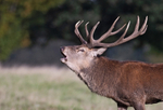Red Deer - Cervus elaphus