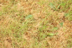 SBM_04161