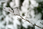 Snow - 26