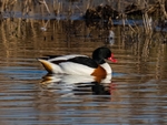 Shelduck