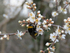 Bumble Bee & Blossom
