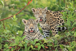 Two female Jaguar cubs, Rio Sao Lourenco, Mato Grosso, Brazil