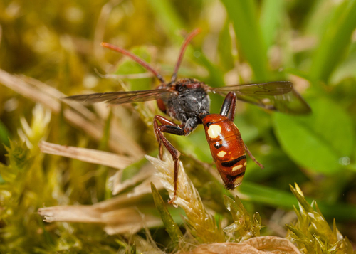Female in flight, showing typical abdominal colouration. May 2012.