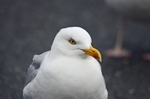 Herring Gull