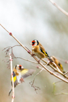 goldfinch Carduelis carduelis-7153
