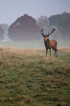 Red Deer