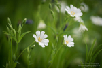 Woodland Spring Flowers