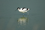 Avocet