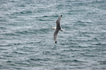 Kittiwake