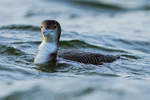 Great Northern Diver (juvenile), Farmoor Reservoir, Oxfordshire