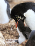 Rockhopper Penguin chick being fed, Cape Bougainville, Falklands