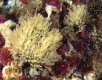 Leucosolenia sp.