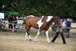 WJ6_8141