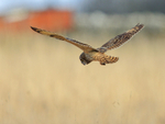 Short-eared Owl hovering, Hawling, Gloucestershire