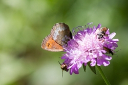 Large Ringlet