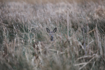 Roe Deer_ AGTO167