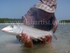 Lagoon Bonefish 2010.