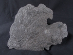 crd012 Pentacrinites dichotomus