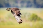 Fly By