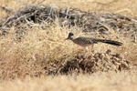 Greater Roadrunner running, Bosque del Apache, New Mexico