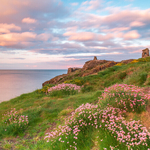 Sea Pinks at Black Castle, Co Wicklow