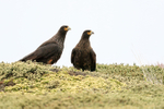 Striated Caracara pair, Carcass Island, Falklands