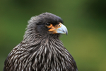 Striated Caracara (adult) portrait, Carcass Island, The Falklands