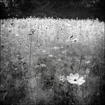 MEADOW FLOWER