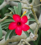 Frangipani. (19)