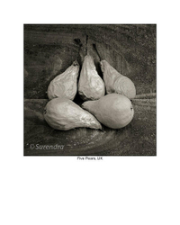 Organic Forms portfolio