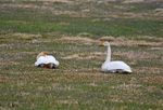 Whooper Swans