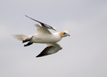 Gannet
