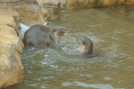 Smooth-Coated Otters