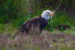 Bald Eagle with nest material at Potter's Marsh