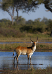Red Lechwe 2